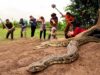 6 chasseurs avec un chien pitbull affrontent 3 féroces pythons géants pour sauver la fille