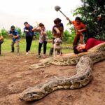 6 chasseurs avec un chien pitbull affrontent 3 féroces pythons géants pour sauver la fille