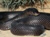 Animaux du désert : Le Cobra