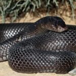 Animaux du désert : Le Cobra