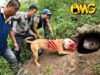 Chien Pitbull face à 2 serpents géants dans un trou