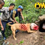 Chien Pitbull face à 2 serpents géants dans un trou