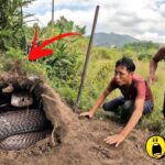 Hunters Fierce Confrontation With 3 Giant Black Cobras