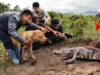 Un pitbull courageux attrape un crocodile géant