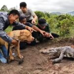 Un pitbull courageux attrape un crocodile géant